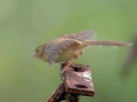 Prinia flaviventris (Delessert 1840) resmi