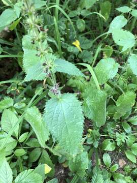 Image of hedge nettle