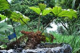 صورة Gunnera mexicana Brandeg.