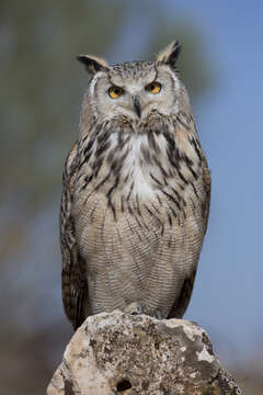 Image of Eurasian Eagle Owl