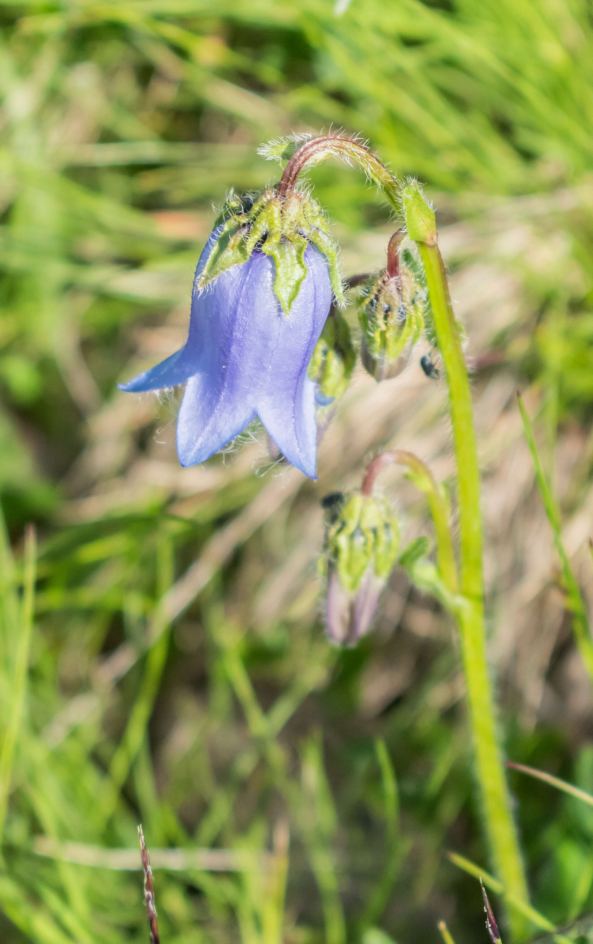 Image of Bearded Bellflower