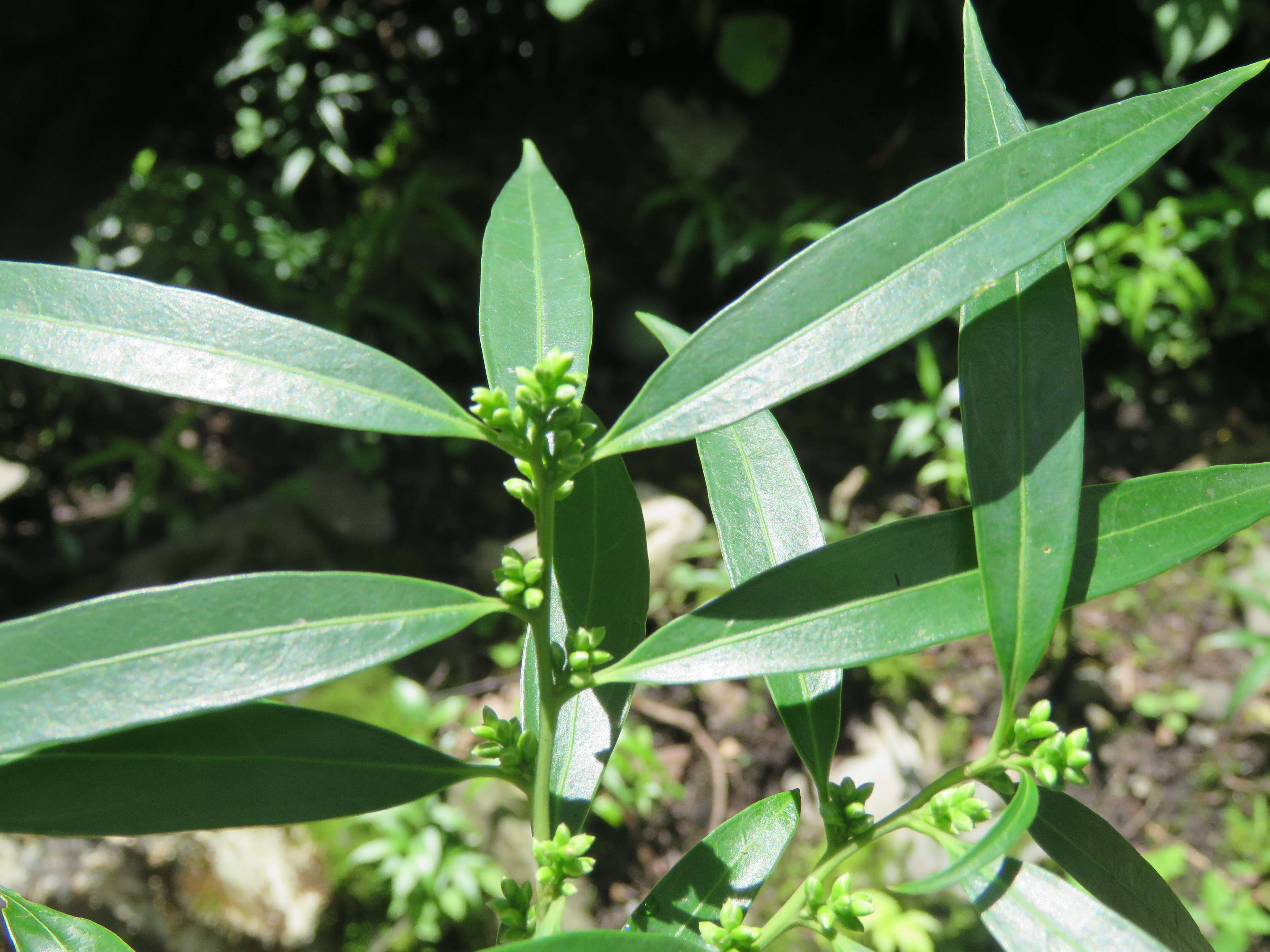 Image of Sarcococca saligna (D. Don) Müll. Arg.