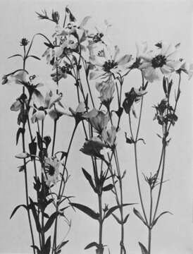 Image of marsh rose gentian