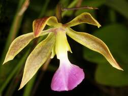 Image de Encyclia bracteata Schltr. ex Hoehne