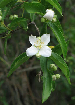 Image of Gordon's Mockorange