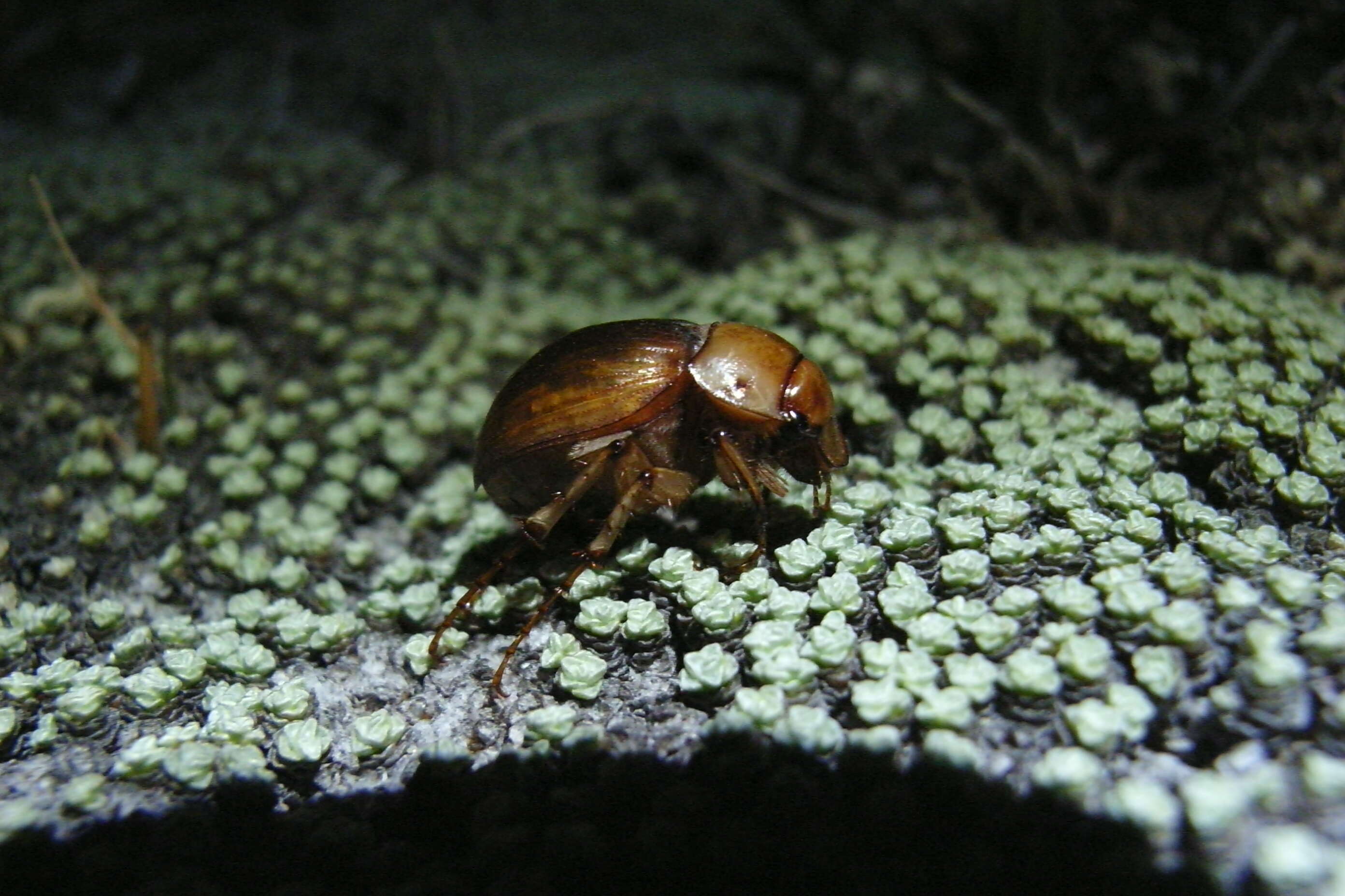 Image of Cromwell Chafer Beetle