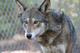 Image of Red wolf