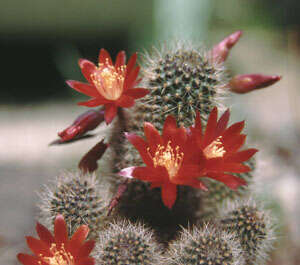 Imagem de Rebutia pulvinosa F. Ritter & Buining