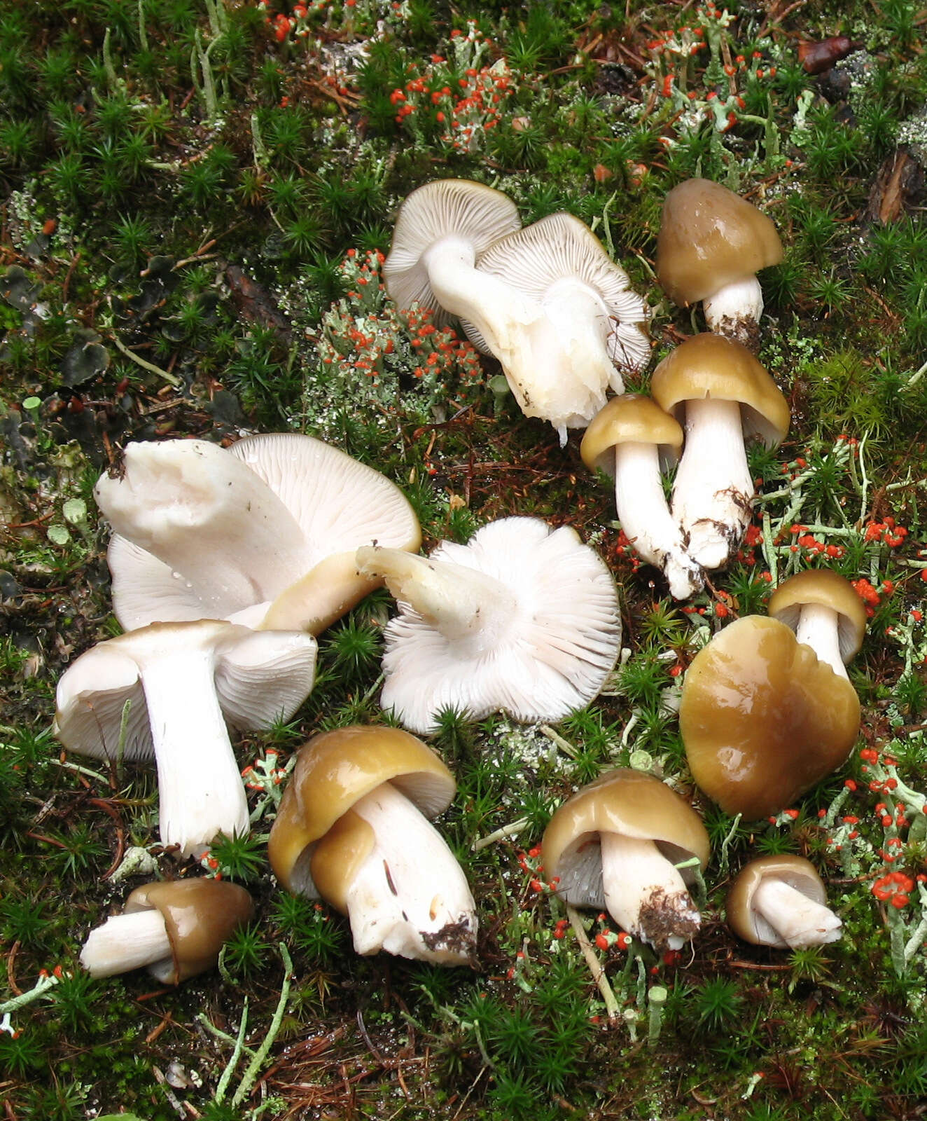 Image of Tricholoma sejunctum (Sowerby) Quél. 1872