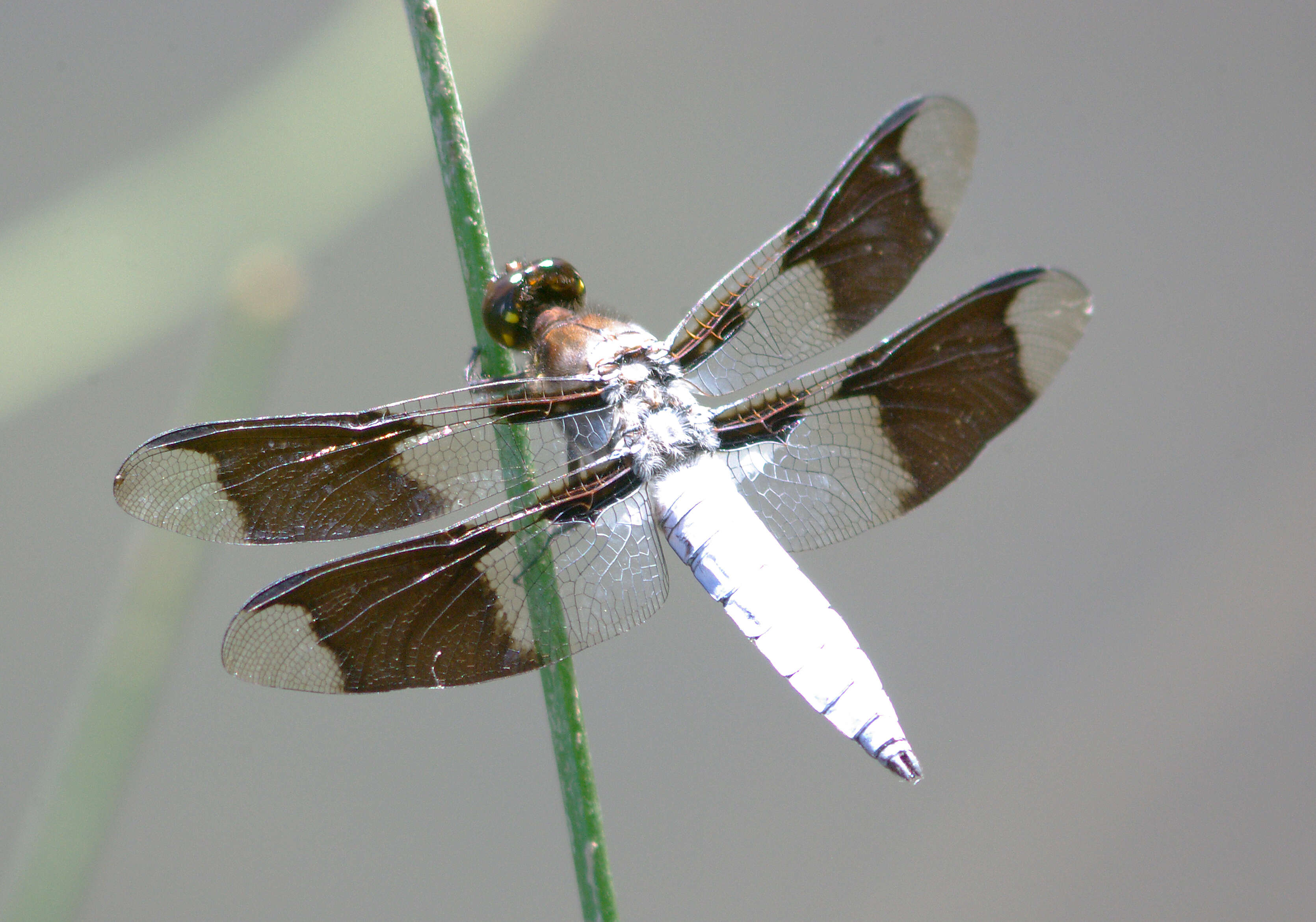 Imagem de Plathemis Hagen 1861