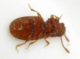 Image of Foreign Grain Beetle