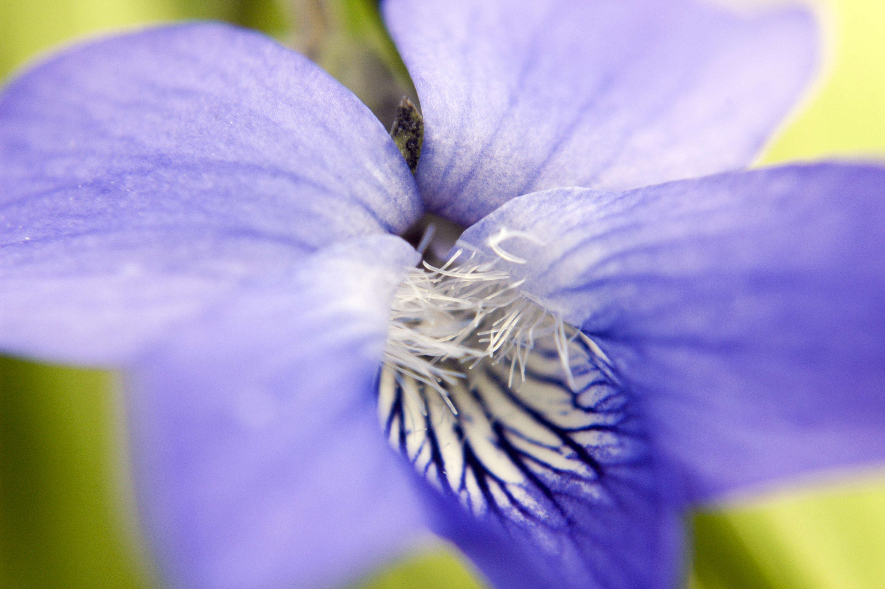 Image of prairie violet