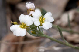 Image of bladderpod