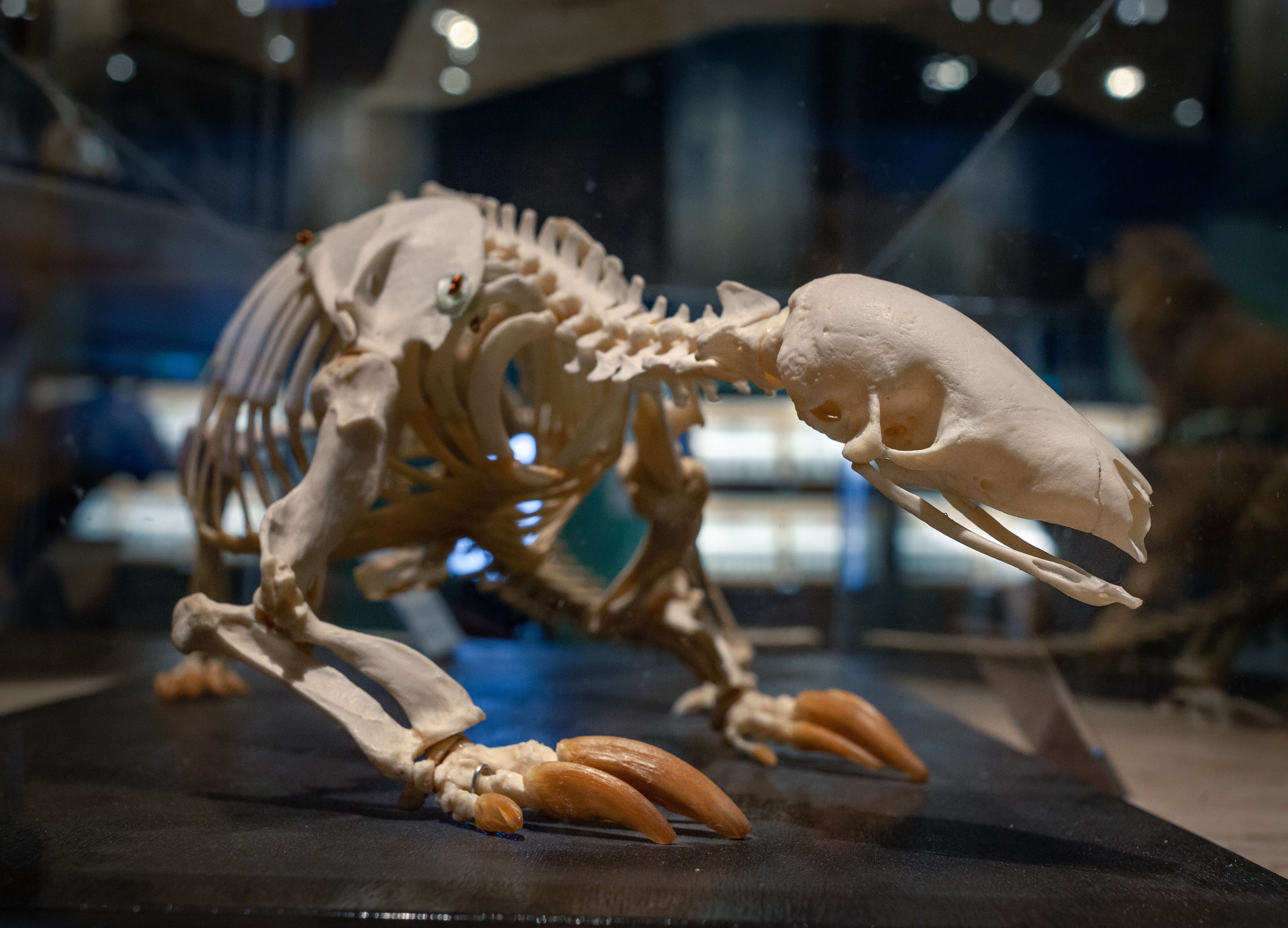 Image of Chinese Pangolin