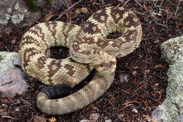 Image of Blacktail Rattlesnake