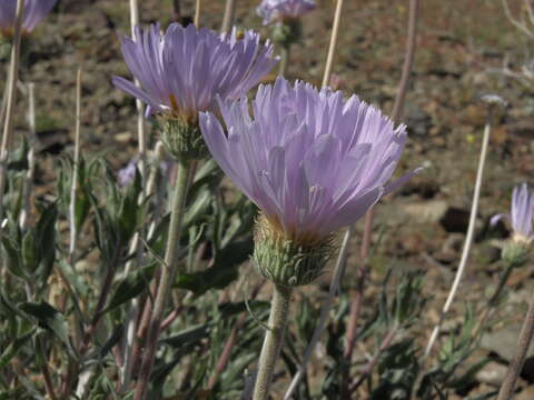 Image of Mojave woodyaster