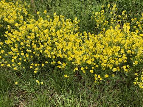 Image of white mustard