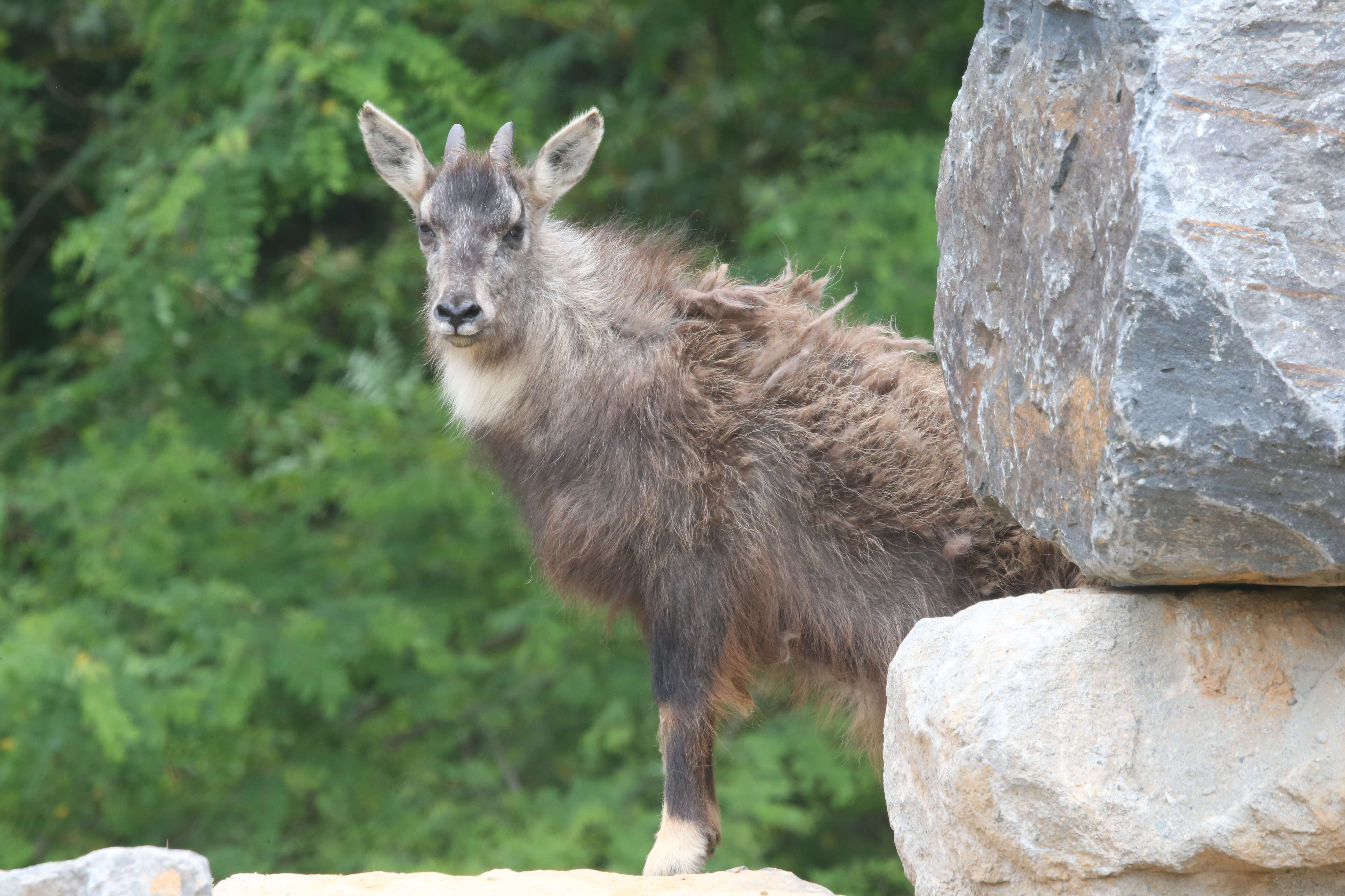 Image of Chinese Goral