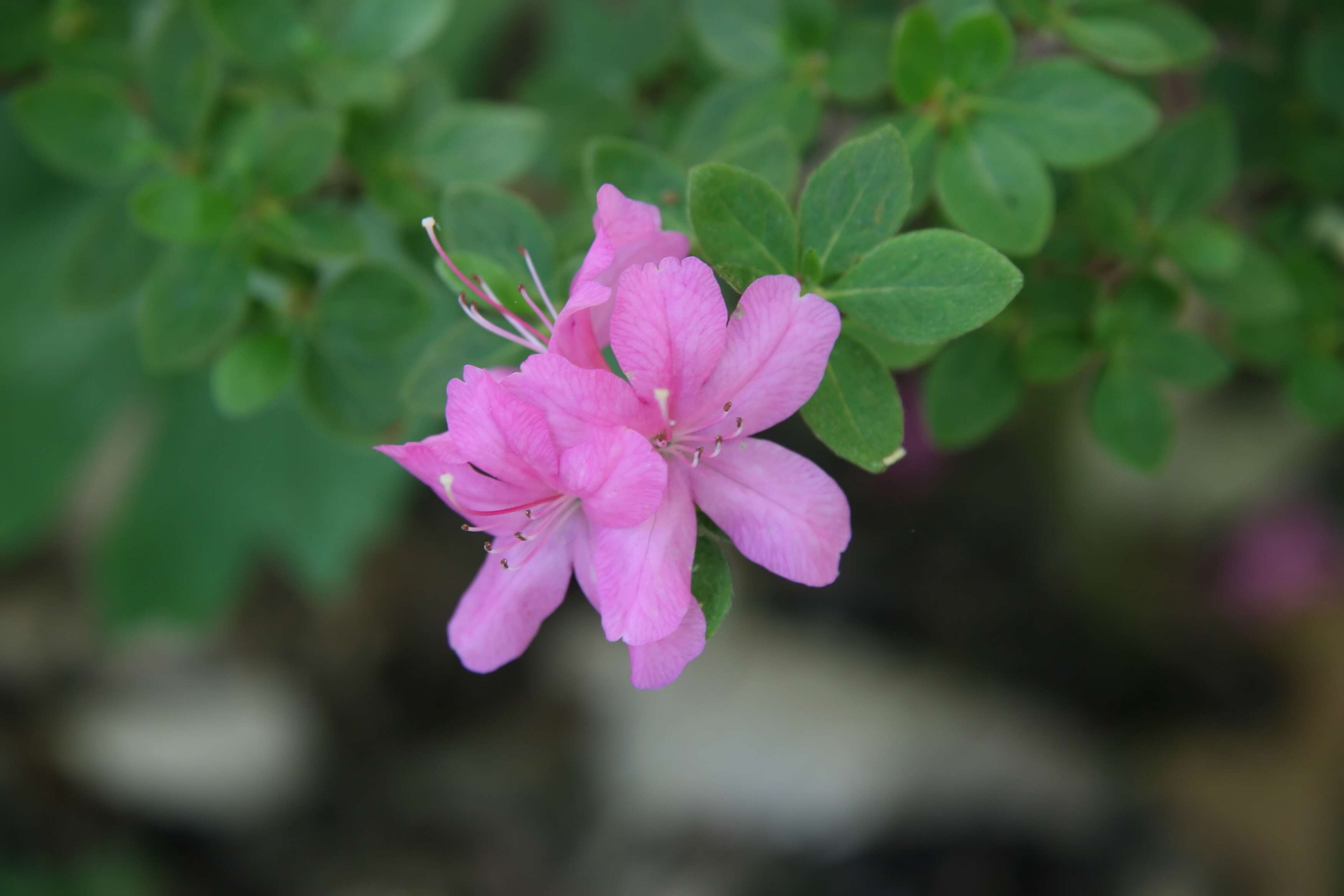 Image of Rhododendron kiusianum Makino