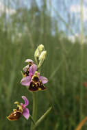 Image of late spider-orchid