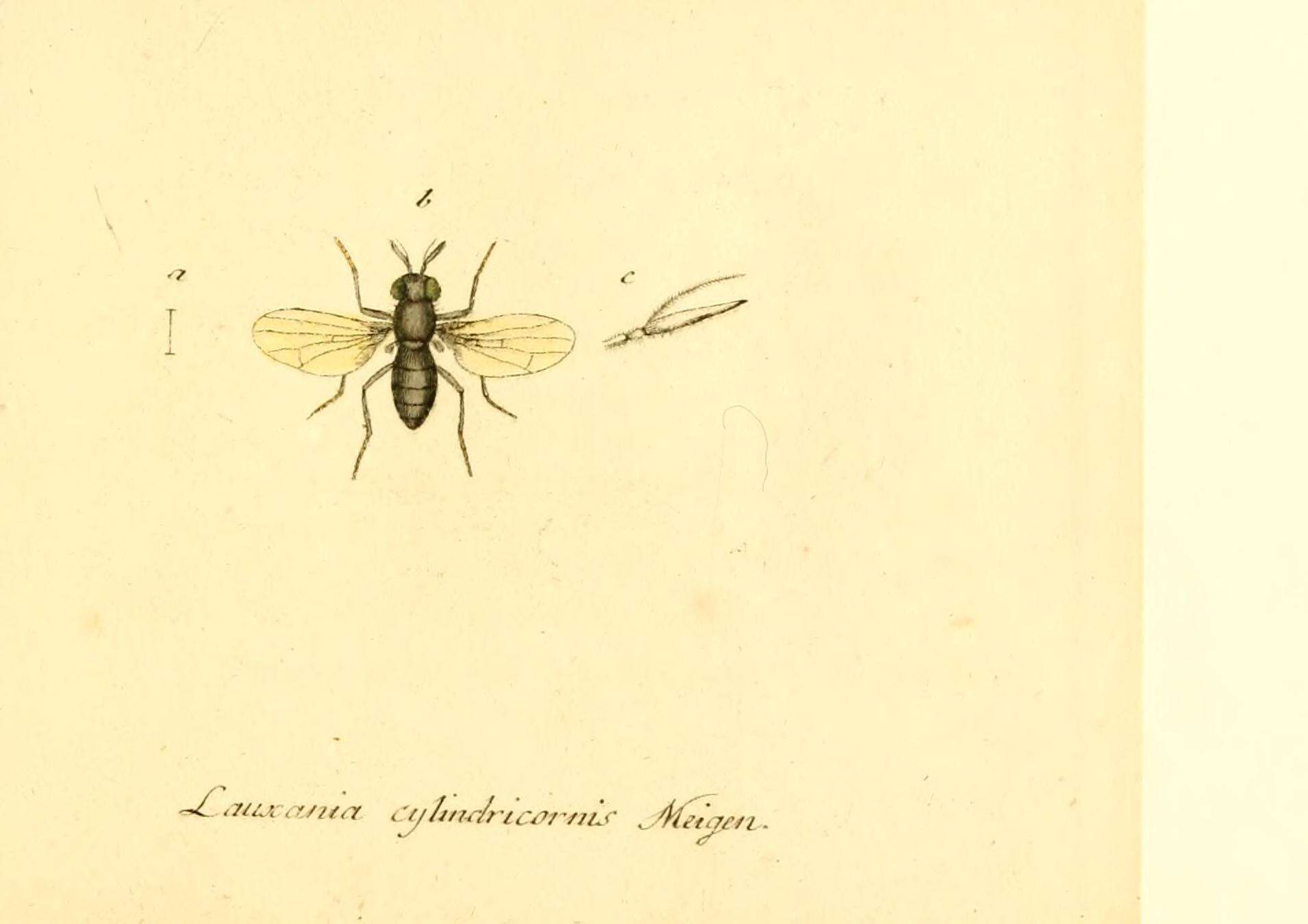 Image of Lauxania cylindricornis (Fabricius 1794)