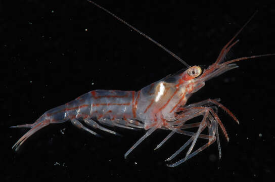 Image of Carribbean cleaner shrimp