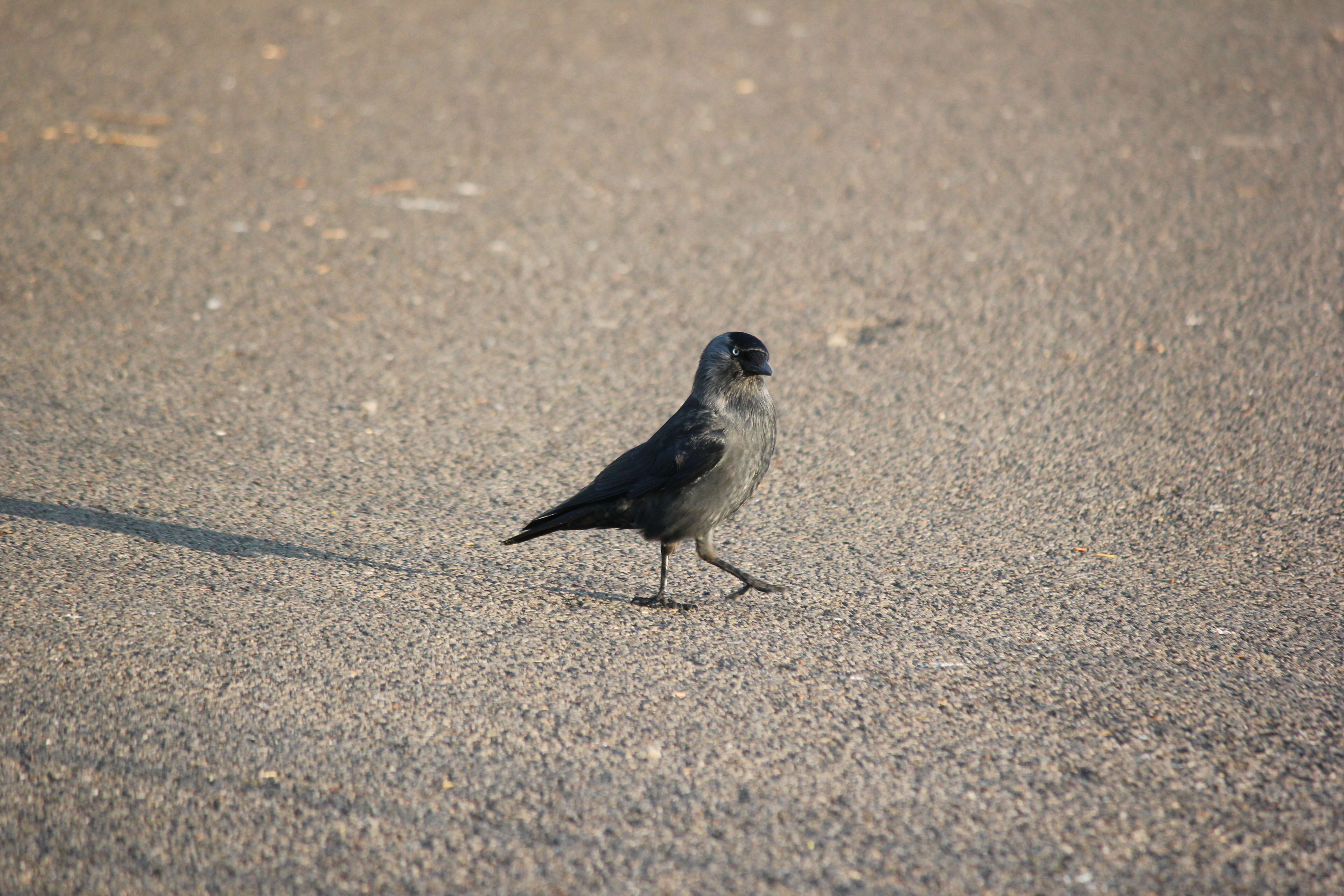 Image of Eurasian Jackdaw