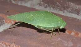 Image of Angle-wing Katydids