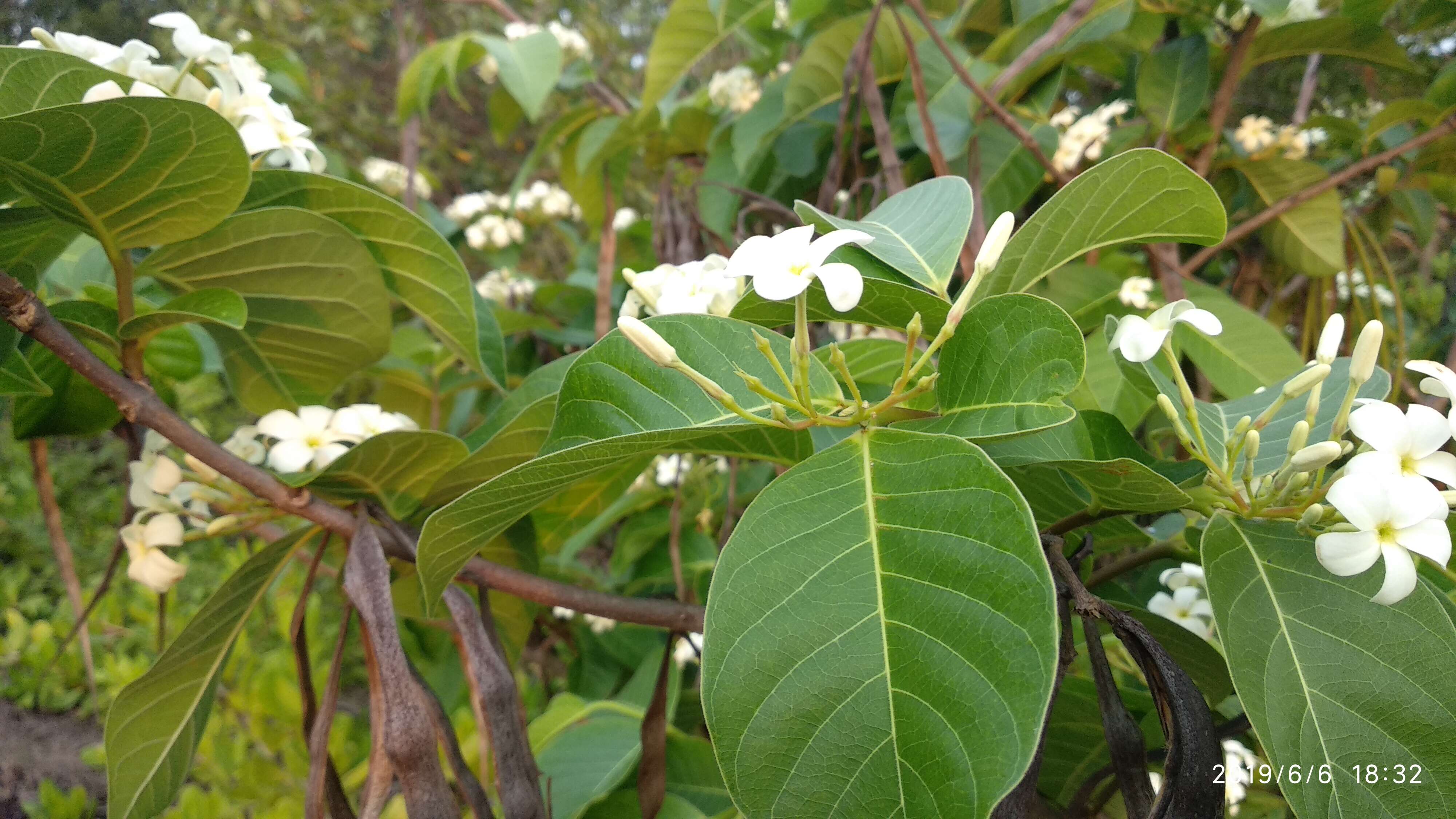 Image of Bitter Oleander