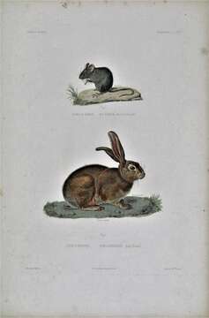 Image of Abyssinian Hare