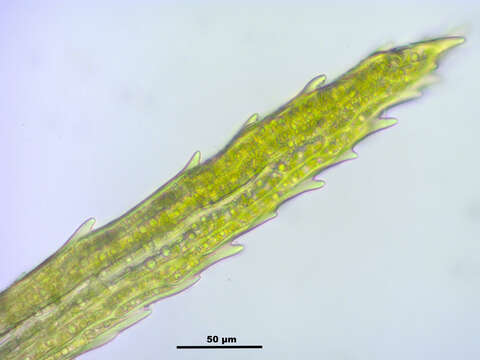 Image of longleaf paraleucobryum moss