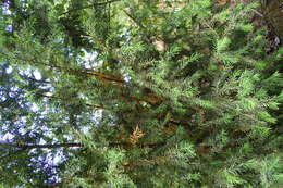 Image de Taxus wallichiana