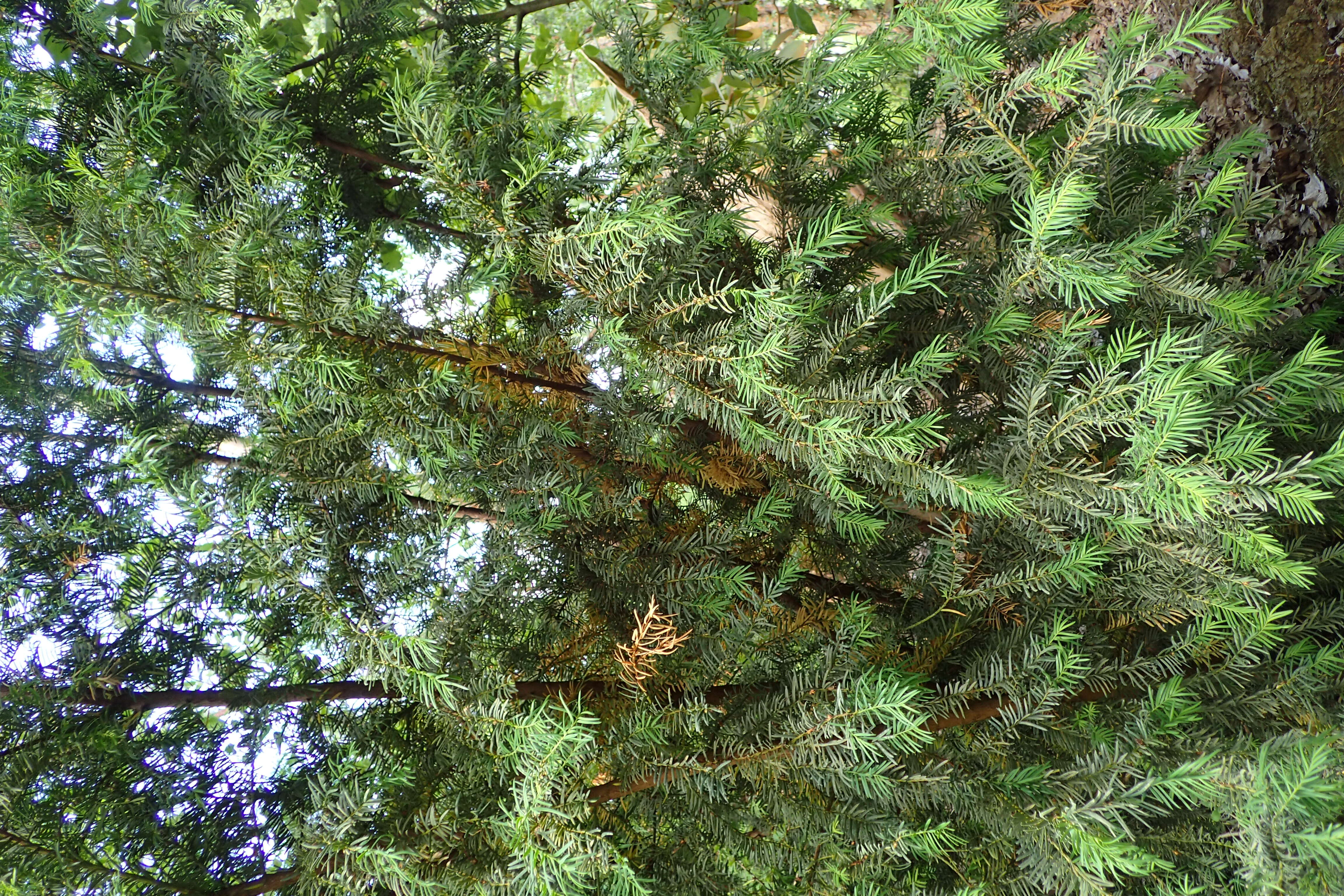 Image of Taxus wallichiana