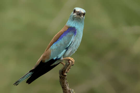 Image of European Roller