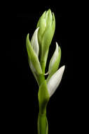 Image of Swamp orchid