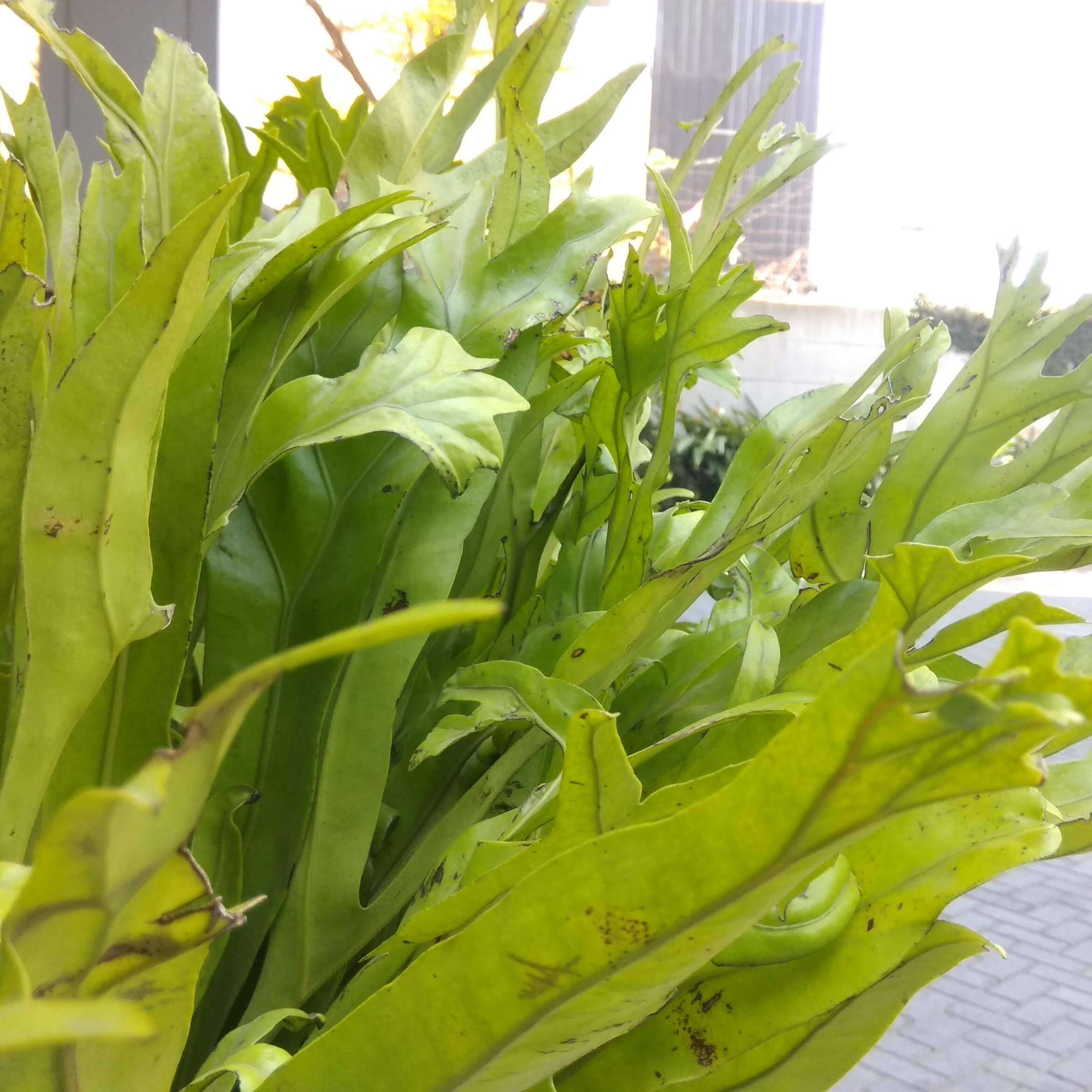 Image of climbing birdsnest fern