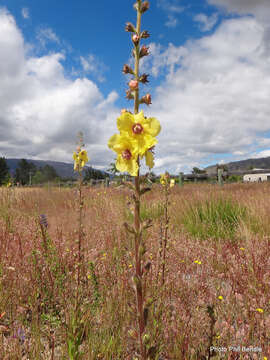 Image of wand mullein