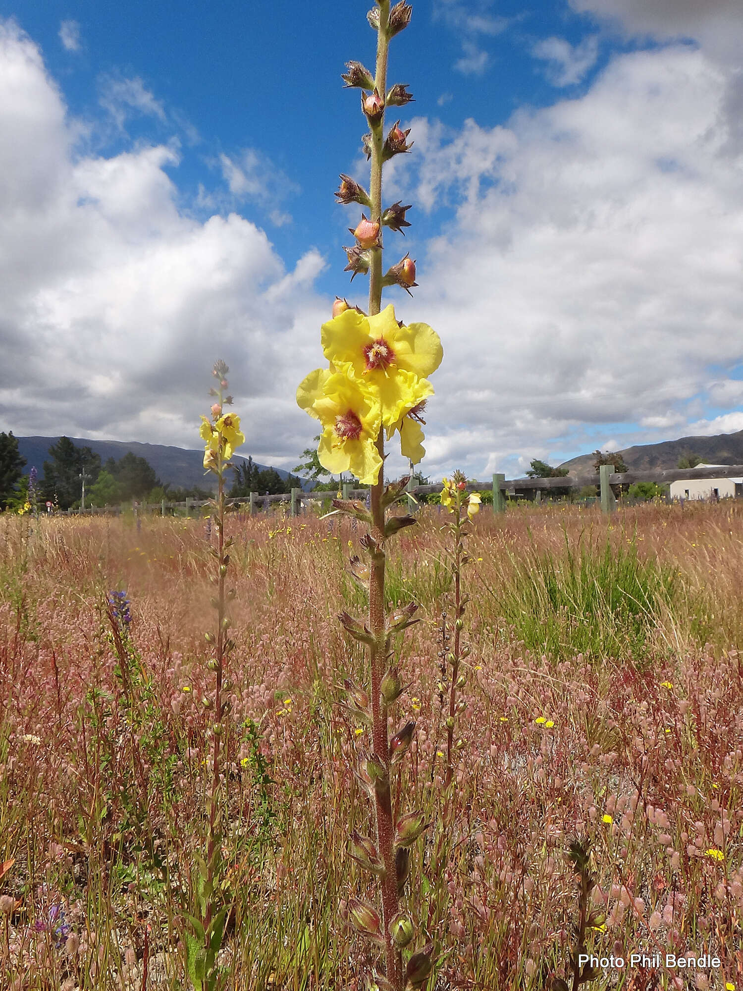 Image of wand mullein