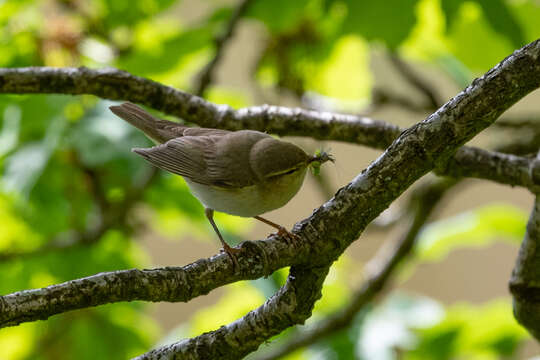 Image of Willow Warbler