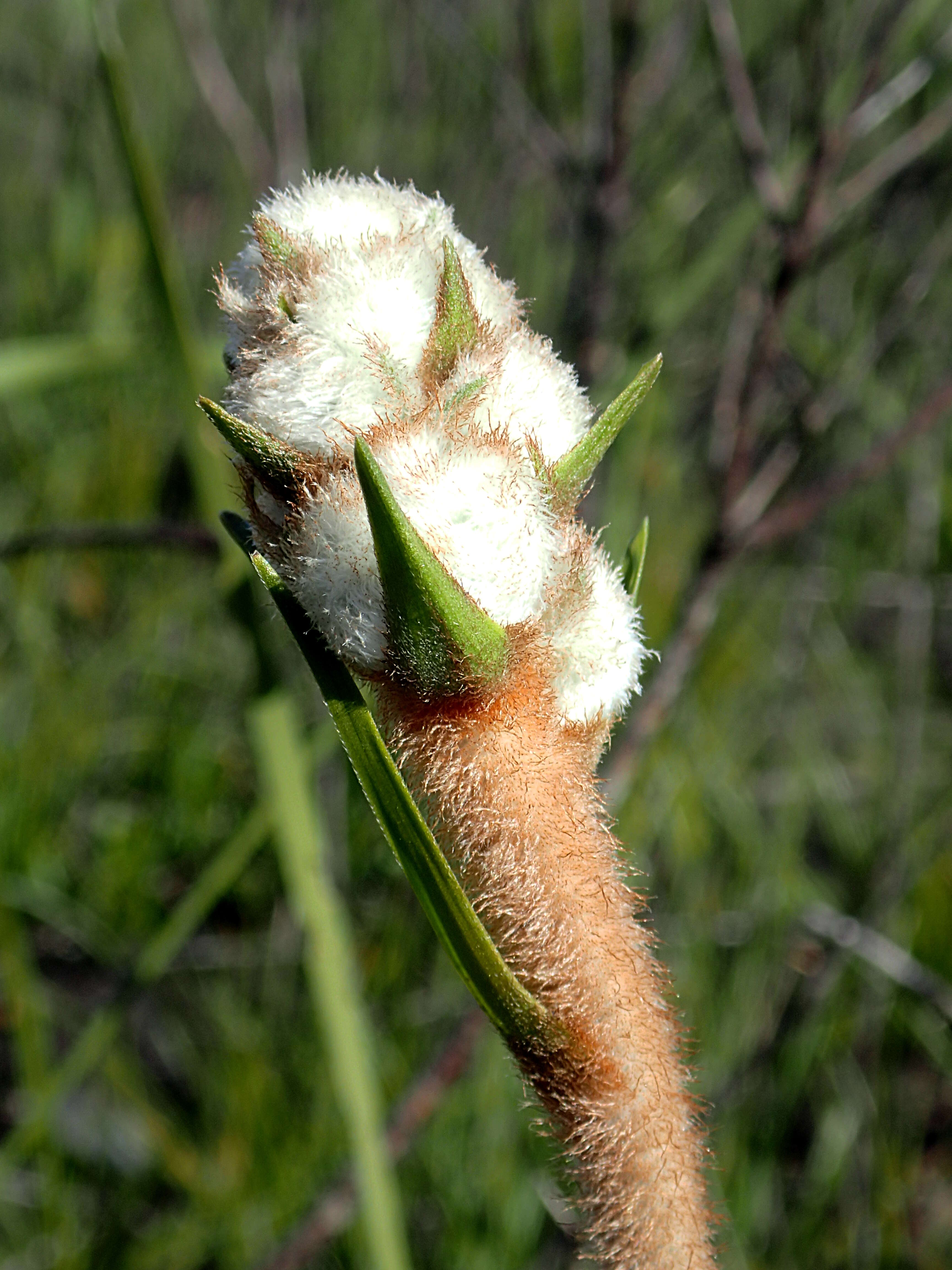 Image of Lanaria lanata (L.) T. Durand & Schinz