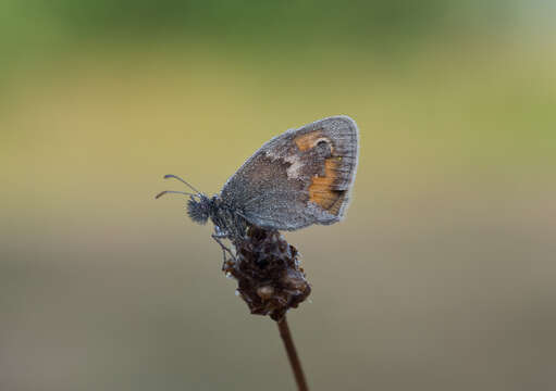 Image of small heath