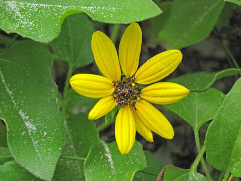 Image of cucumberleaf sunflower