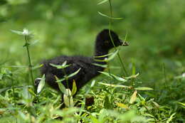 Image of White-breasted Waterhen