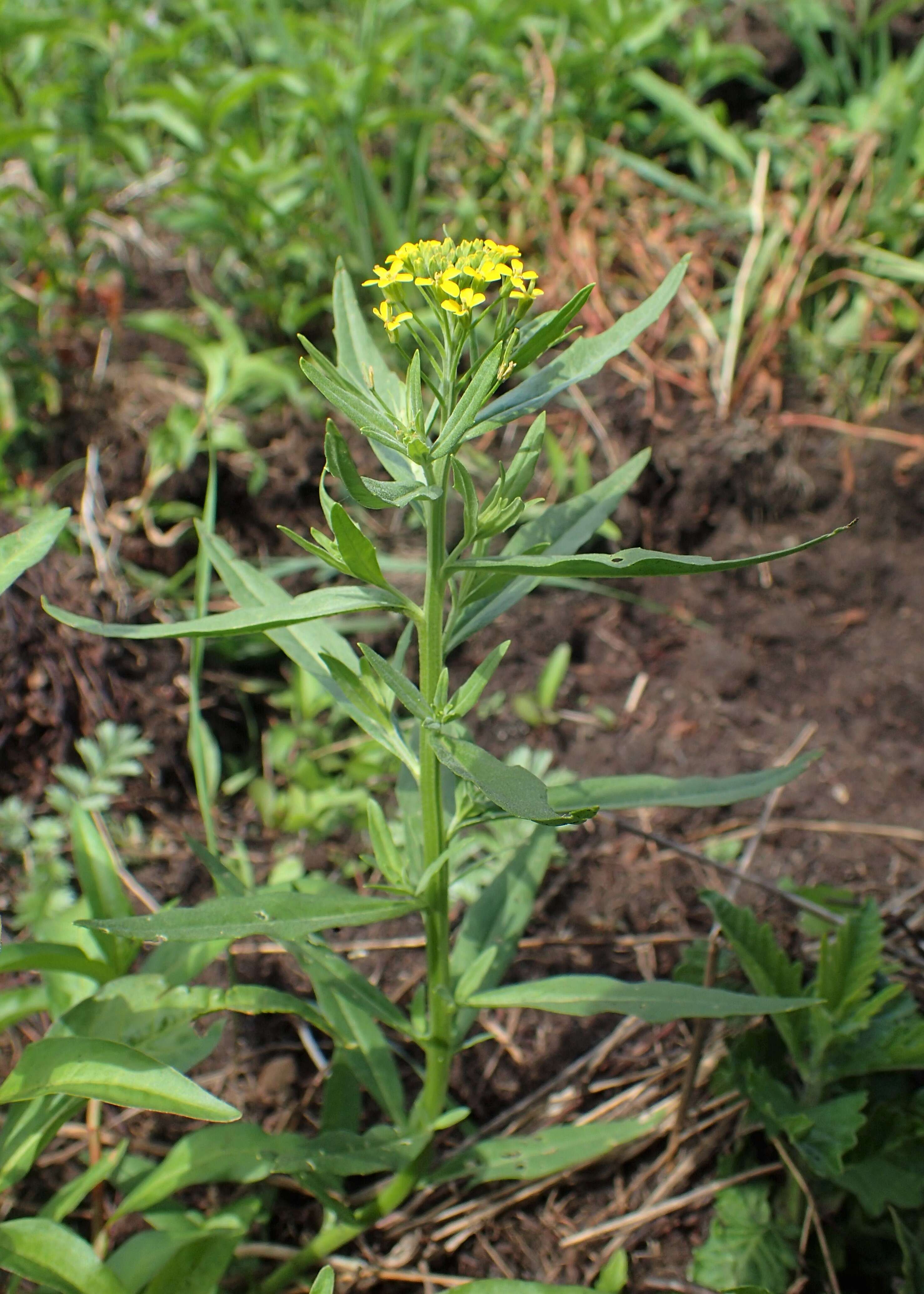 Image of treacle mustard