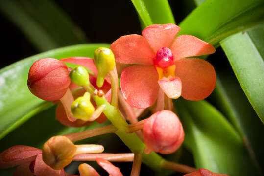 Image of Vanda curvifolia (Lindl.) L. M. Gardiner