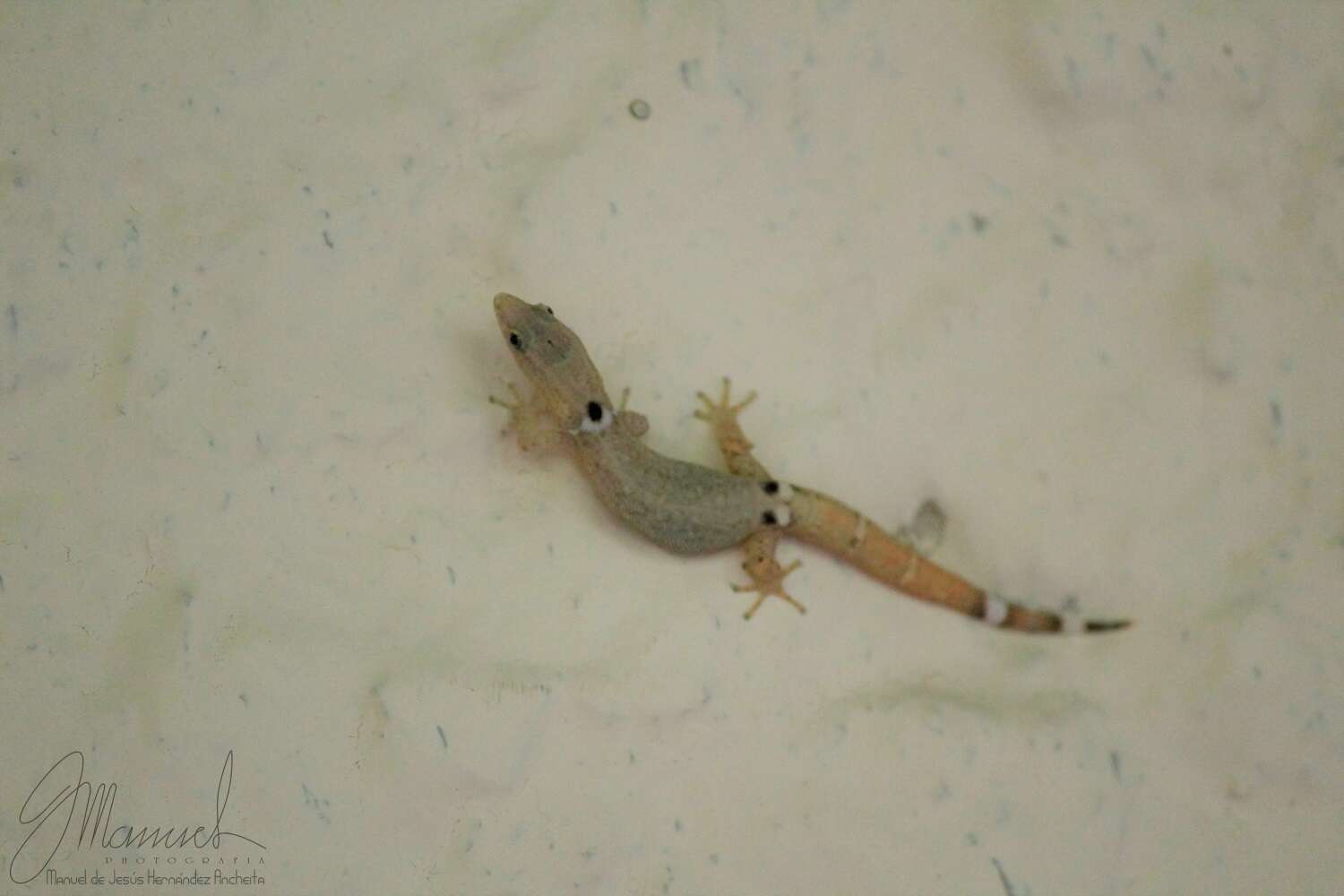 Image of Least Gecko