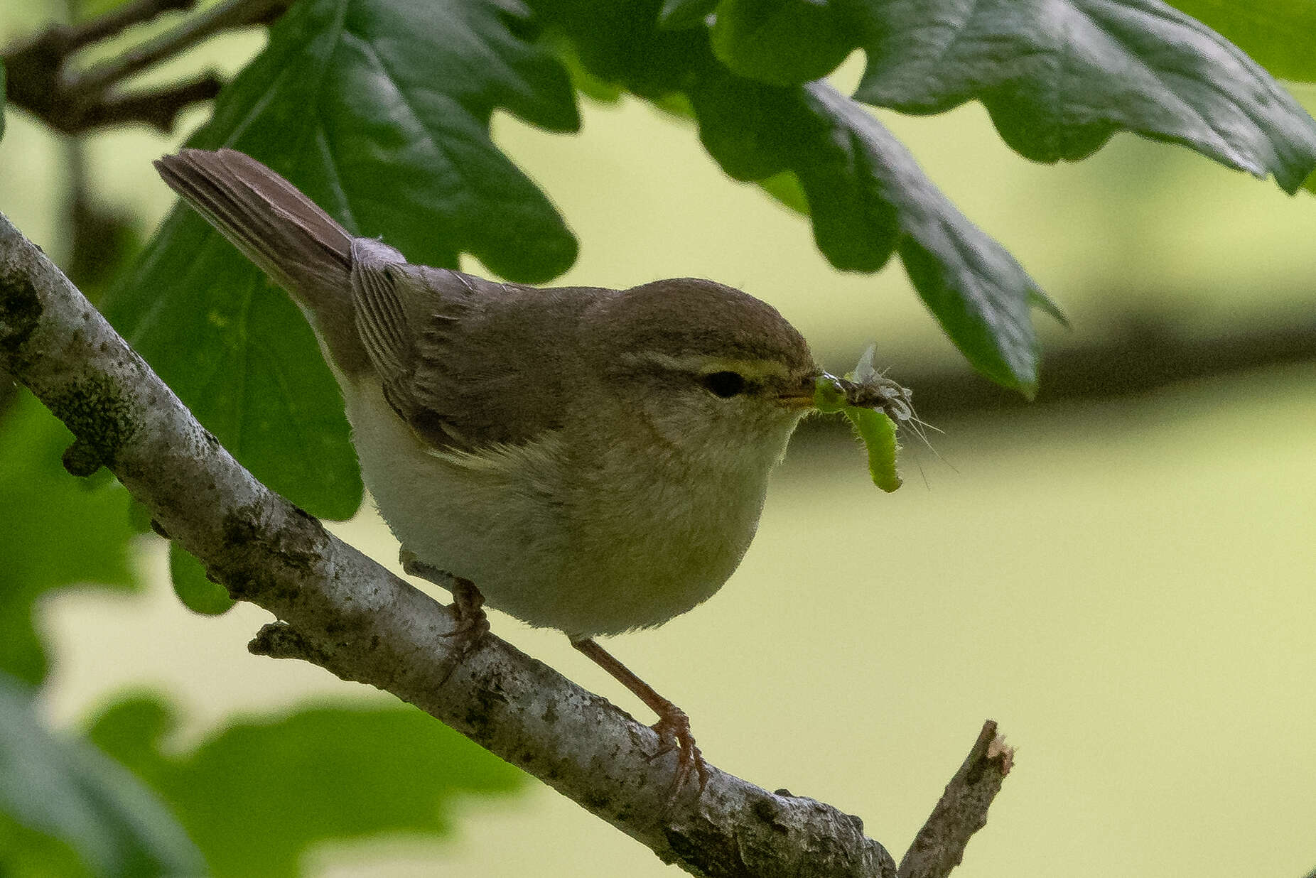 Image of Willow Warbler