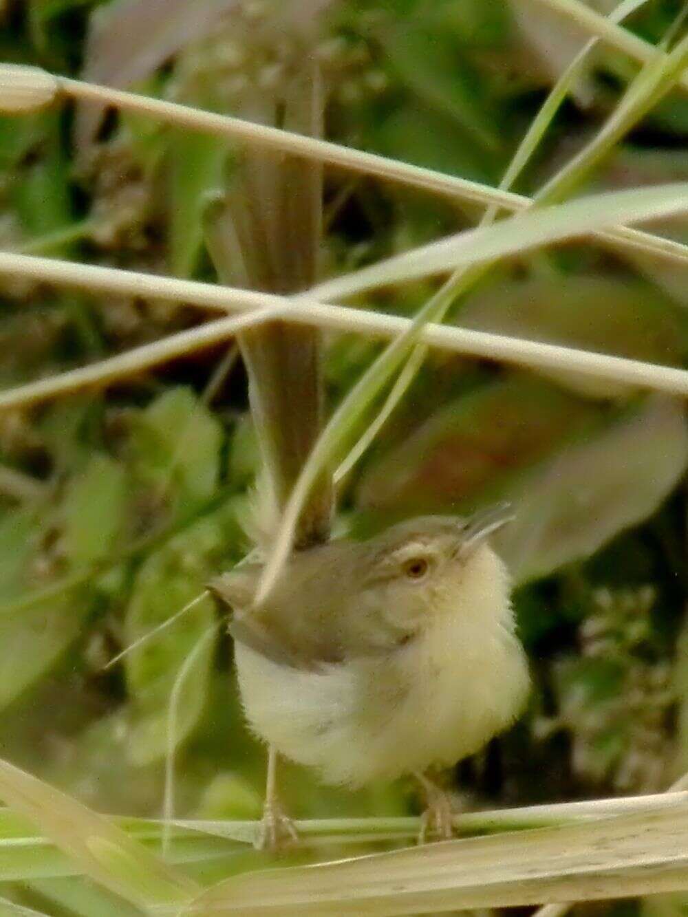 Prinia flaviventris (Delessert 1840) resmi