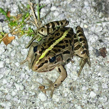 Image of Daruma Pond Frog (rana Porosa Brevipoda)