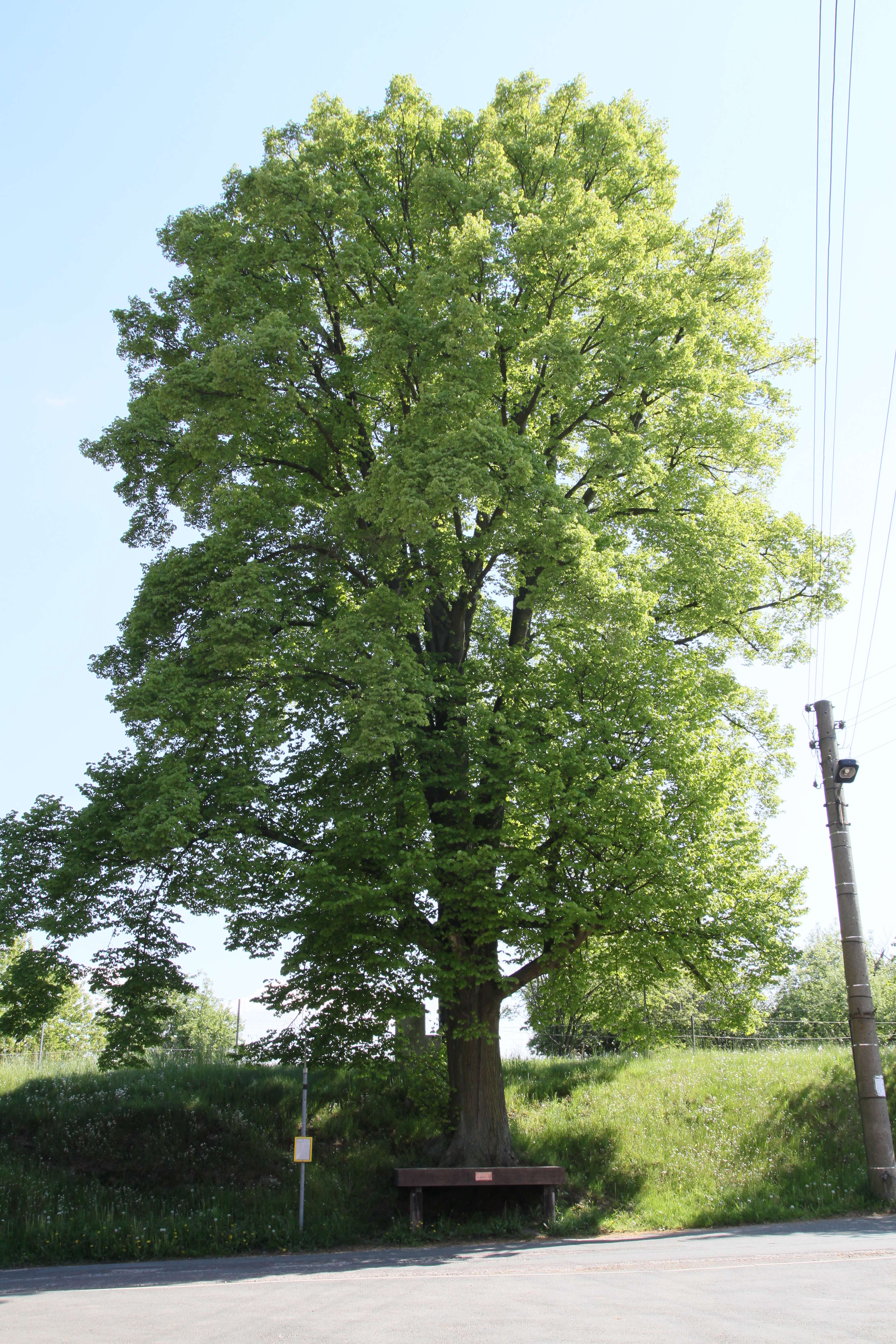 Image of Basswood